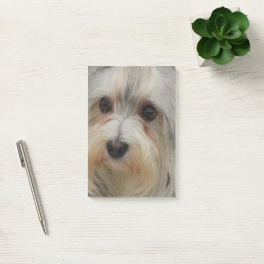 Havanese Post-it Klebezettel (Büro)