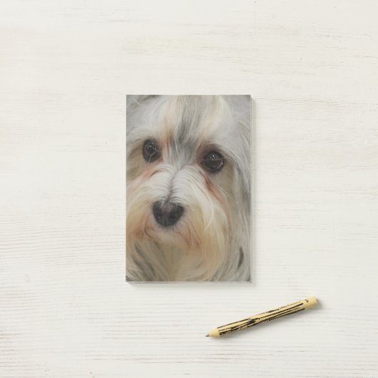 Havanese Post-it Klebezettel (Auf Schreibtisch)