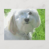 Havanese Postkarte (Vorderseite)