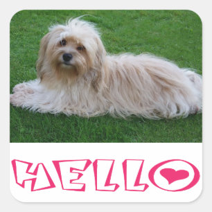 Havanese Puppy Dog Hello Stickers Siegel