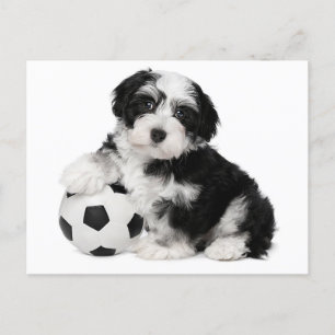Havanese Puppy Hund Postkarte