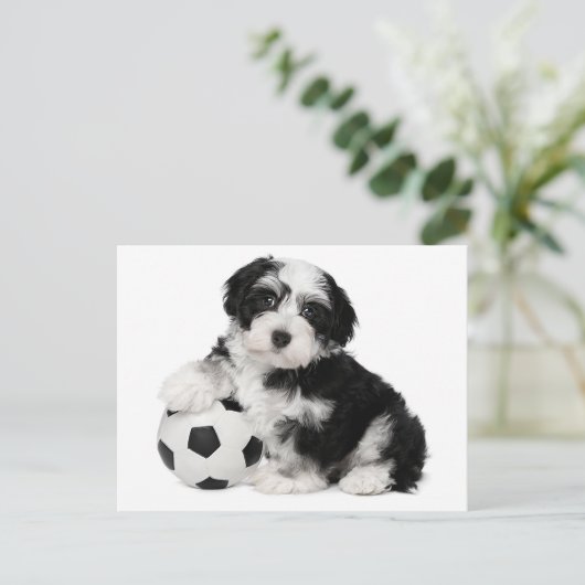 Havanese Puppy Hund Postkarte (Stehend Vorderseite)