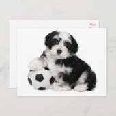 Havanese Puppy Hund Postkarte (Vorne/Hinten)