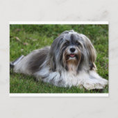 Havanese Puppy Hund Postkarte (Vorderseite)