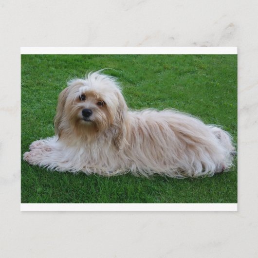 Havanese Puppy Hund Postkarte (Vorderseite)