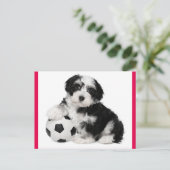 Havanese Puppy Hund Postkarte (Stehend Vorderseite)
