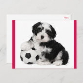 Havanese Puppy Hund Postkarte (Vorne/Hinten)