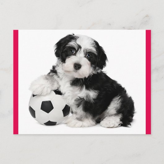 Havanese Puppy Hund Postkarte (Vorderseite)