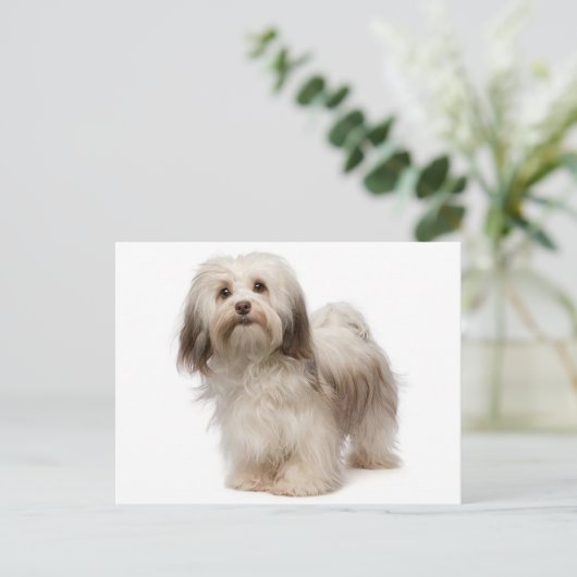 Havanese Puppy Hund Postkarte (Stehend Vorderseite)
