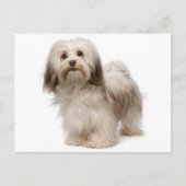 Havanese Puppy Hund Postkarte (Vorderseite)