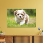 Havanese Puppy Leinwanddruck (Insitu (Wohnzimmer))