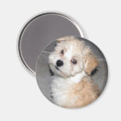 Havanese Puppy Magnet (Vorderseite/Rückseite)
