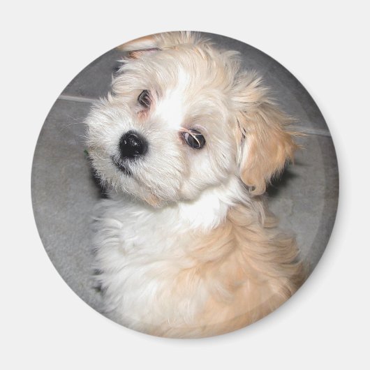 Havanese Puppy Magnet (Vorne)