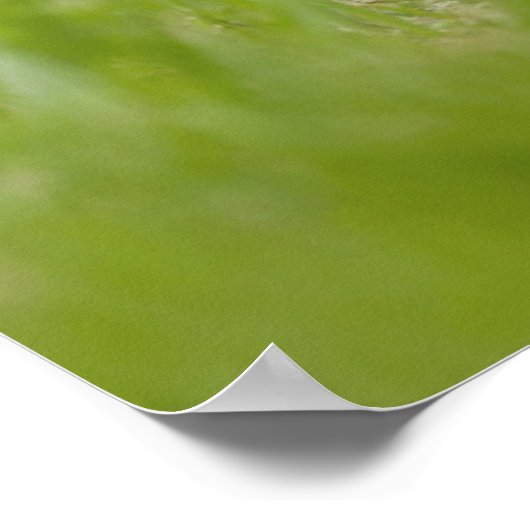 Havanese Puppy Poster (Ecke)