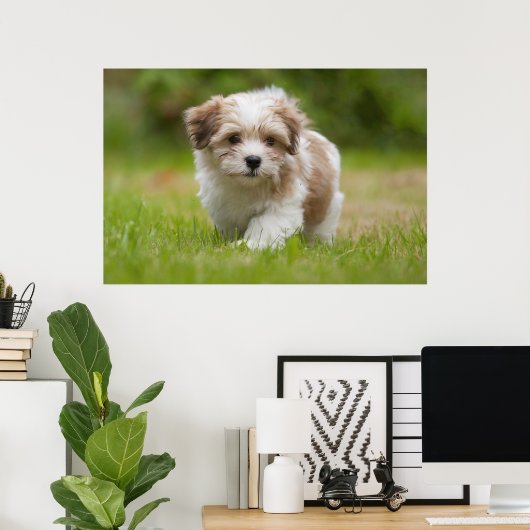 Havanese Puppy Poster (Heimbüro)