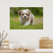 Havanese Puppy Poster (Küche)