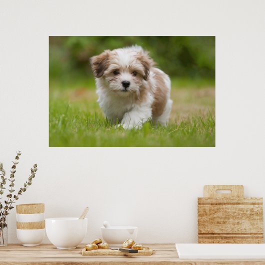 Havanese Puppy Poster (Küche)