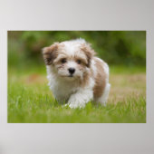 Havanese Puppy Poster (Vorne)