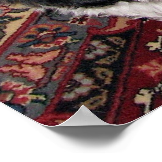 Havanese Puppy Poster (Ecke)