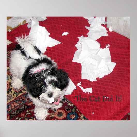 Havanese Puppy Poster (Vorne)