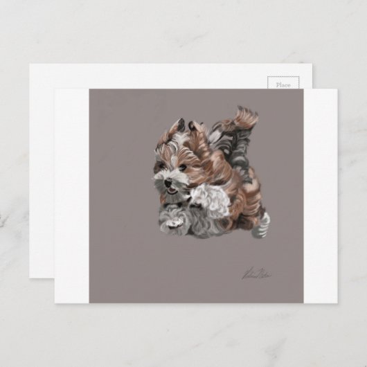 Havanese Puppy Postkarte (Vorne/Hinten)