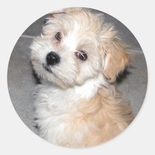 Havanese Puppy Runder Aufkleber (Vorderseite)