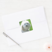 Havanese Quadratischer Aufkleber (Umschlag)