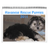 Havanese Rescu Welpen 2011 Kalender (Titelbild)