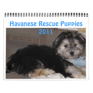 Havanese Rescu Welpen 2011 Kalender