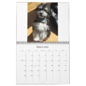 Havanese Rescu Welpen 2011 Kalender (Mär 2026)