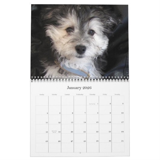 Havanese Rescu Welpen 2011 Kalender (Jan 2026)