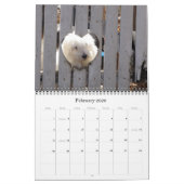 Havanese Rescu Welpen 2011 Kalender (Feb 2026)