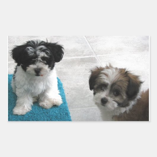 Havanese Rescue Puppies Schwarz-weiß Grau Rechteckiger Aufkleber (Vorderseite)