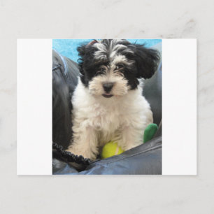 Havanese Rescue Puppy Schwarz-weiß Postkarte