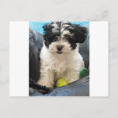 Havanese Rescue Puppy Schwarz-weiß Postkarte (Vorderseite)
