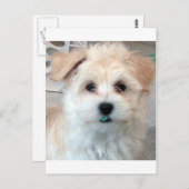 Havanese Rescue Puppy Tan lustig grüner "Zahn" Postkarte (Vorne/Hinten)