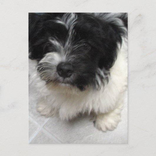Havanese Rescue Welpe schwarz-weiß Postkarte (Vorderseite)