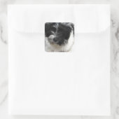 Havanese Rescue Welpe schwarz-weiß Quadratischer Aufkleber (Tasche)