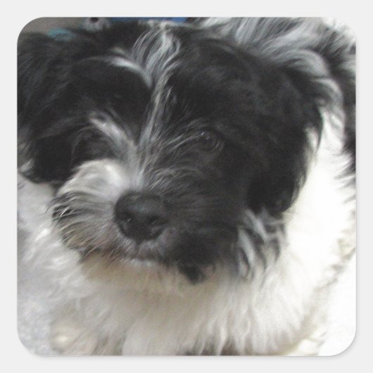 Havanese Rescue Welpe schwarz-weiß Quadratischer Aufkleber (Vorderseite)
