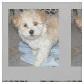 Havanese Rettung Puppt Stoff (Nahaufnahme)