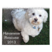 Havanese Rettungs-Kalender Kalender (Titelbild)