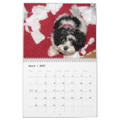 Havanese Rettungs-Kalender Kalender (Mär 2027)