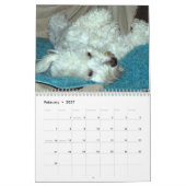 Havanese Rettungs-Kalender Kalender (Feb 2027)