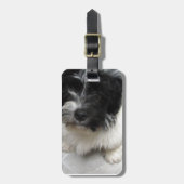 Havanese Rettungs-Welpe Schwarzweiss Gepäckanhänger (Vorderseite vertikal)