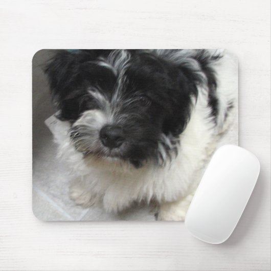 Havanese Rettungs-Welpe Schwarzweiss Mousepad (Mit Mouse)