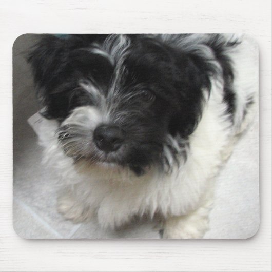 Havanese Rettungs-Welpe Schwarzweiss Mousepad (Vorne)