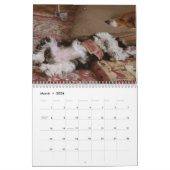 Havanese Rettungs-Welpen-Kalender Kalender (Mär 2026)