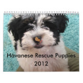 Havanese Rettungs-Welpen-Kalender Kalender (Titelbild)