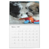 Havanese Rettungs-Welpen-Kalender Kalender (Feb 2027)