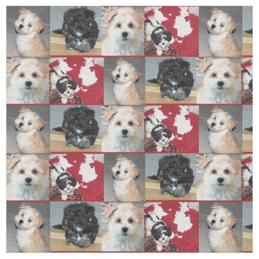 Havanese Rettungs-Welpen Stoff (Nahaufnahme)